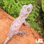 ug_Baby_Orange_Reticulated_Gargoyle_Gecko_4.jpg
