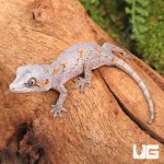 ug_Baby_Orange_Reticulated_Gargoyle_Gecko_3.jpg