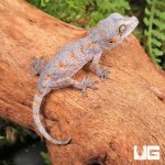 ug_Baby_Orange_Reticulated_Gargoyle_Gecko_2.jpg