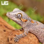 ug_Baby_Orange_Reticulated_Gargoyle_Gecko_1.jpg