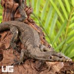 ug_Zeigler's_Water_Monitor_3.jpg