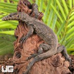 ug_Zeigler's_Water_Monitor_2.jpg