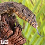 ug_Zeigler's_Water_Monitor_1.jpg