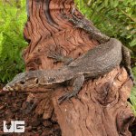 ug_Zeigler's_Water_Monitor_4.jpg