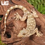 ug_Grossmanns_Gecko_3.jpg