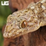 ug_Grossmanns_Gecko_2.jpg