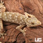 ug_Grossmanns_Gecko_4.jpg