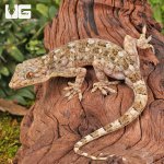 ug_Grossmanns_Gecko_1.jpg