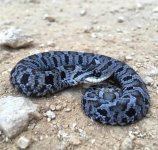 Shawnee State Park Ohio Blue Hognose Snake.jpg