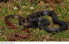 Eastern Coachwhip Carroll County, Arkansas.png