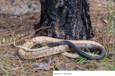 Eastern Coachwhip Harrison County, Mississippi.png