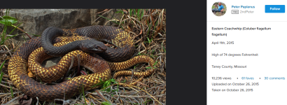 Eastern Coachwhip Taney County, Missouri.png