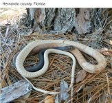 Eastern Coachwhip.jpg