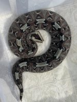 IMG_3023.jpeg