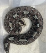 IMG_3017.jpeg