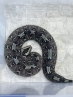 IMG_3033.jpeg