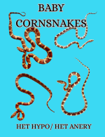 DISCOUNTSNAKES2.png