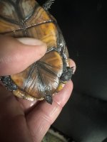 IMG_6487.jpeg