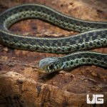 ug_new_baby_florida_blue_garter_snake_1.jpg