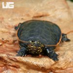 ug_Baby_Florida_Softshell_Turtle_5.jpg