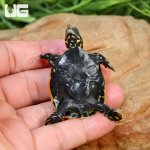 ug_Baby_Florida_Softshell_Turtle_4.jpg