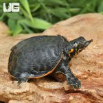 ug_Baby_Florida_Softshell_Turtle_2.jpg