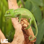 UG_Hatchling_Veiled_Chameleon_4.jpg