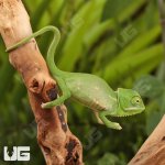 UG_Hatchling_Veiled_Chameleon_3.jpg
