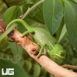 UG_Hatchling_Veiled_Chameleon_1.jpg
