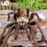 ug_Nhen_Dep_Earth_Tiger_Tarantula_3.jpg