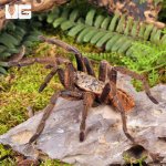 ug_Nhen_Dep_Earth_Tiger_Tarantula_2.jpg