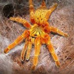 OBT.jpg