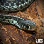 ug_new_baby_florida_blue_garter_snake_4.jpg