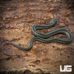 ug_new_baby_florida_blue_garter_snake_3.jpg