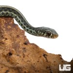 ug_new_baby_florida_blue_garter_snake_2.jpg