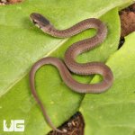 ug_Baby_Brown_Decay_4.jpg