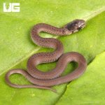ug_Baby_Brown_Decay_3.jpg