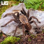 ug_Ho_Chi_Minh_Tarantula_4.jpg
