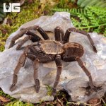 ug_Ho_Chi_Minh_Tarantula_3.jpg
