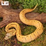 ug_Baby_Lace_Lemonblast_OD_Lace_Het_Pied_Ball_Python_#1_3.jpg