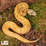 ug_Baby_Lace_Lemonblast_OD_Lace_Het_Pied_Ball_Python_#1_2.jpg