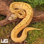 ug_Baby_Lace_Lemonblast_OD_Lace_Het_Pied_Ball_Python_#1_1.jpg
