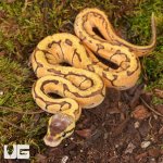 ug_Baby_Lace_Lemonblast_OD_Lace_Het_Pied_Ball_Python_#2_3.jpg