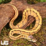 ug_Baby_Lace_Lemonblast_OD_Lace_Het_Pied_Ball_Python_#2_2.jpg
