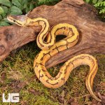 ug_Baby_Lace_Lemonblast_OD_Lace_Het_Pied_Ball_Python_#2_1.jpg