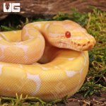 ug_baby_albino_spider_ball_python_4.jpg