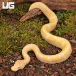 ug_baby_albino_spider_ball_python_3.jpg