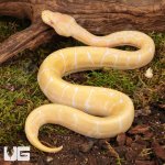 ug_baby_albino_spider_ball_python_1.jpg