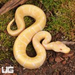 ug_baby_albino_spider_ball_python_2.jpg