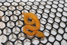 IMG_2584.JPG